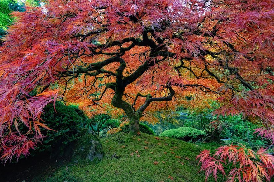 16 самых красивых деревьев в мире
