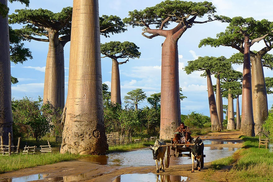 16 самых красивых деревьев в мире